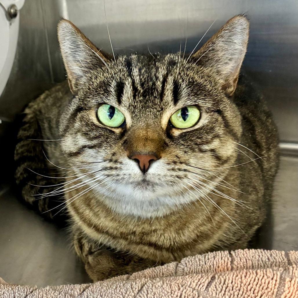 Piper TC, Adoptable, Senior Female Domestic Short Hair.