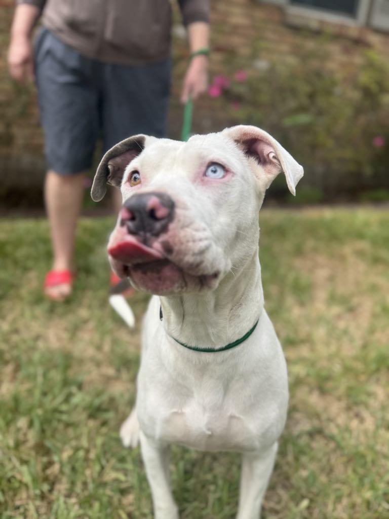Gale, Adoptable, Adult Female American Staffordshire Terrier.