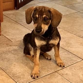 Shiloh, an adopted mixed breed in Pittstown, NJ image 2/5