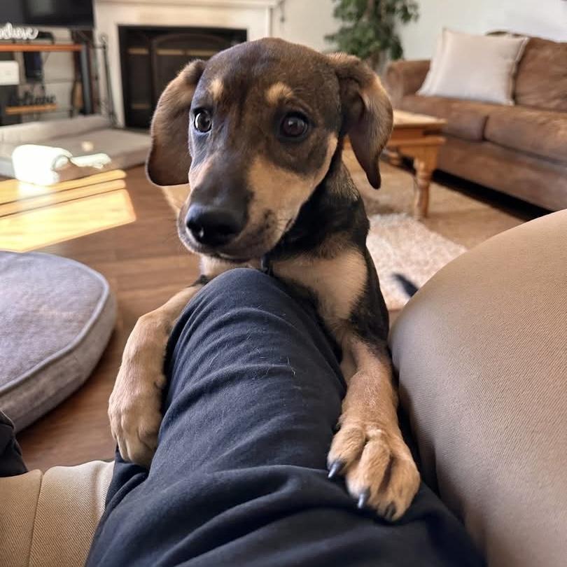 Shiloh, an adopted mixed breed in Pittstown, NJ image 4/5