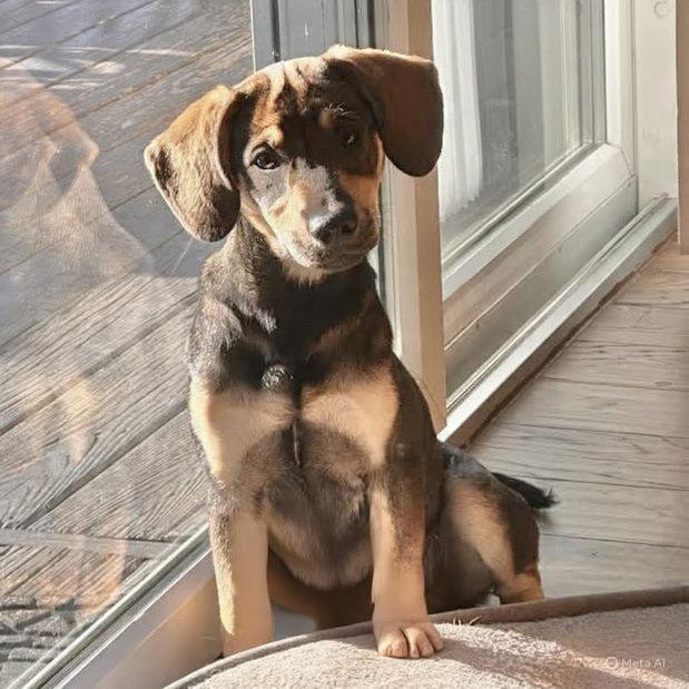 Shiloh, adopted, Puppy Female Mixed Breed.