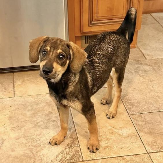 Shiloh, an adopted mixed breed in Pittstown, NJ image 5/5