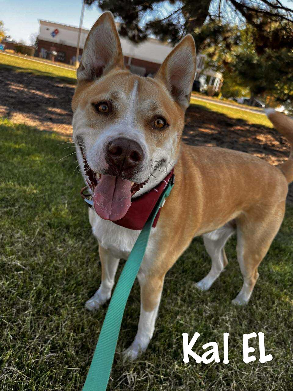 Kal El, an adoptable Husky in Elburn, IL, 60119 | Photo Image 1