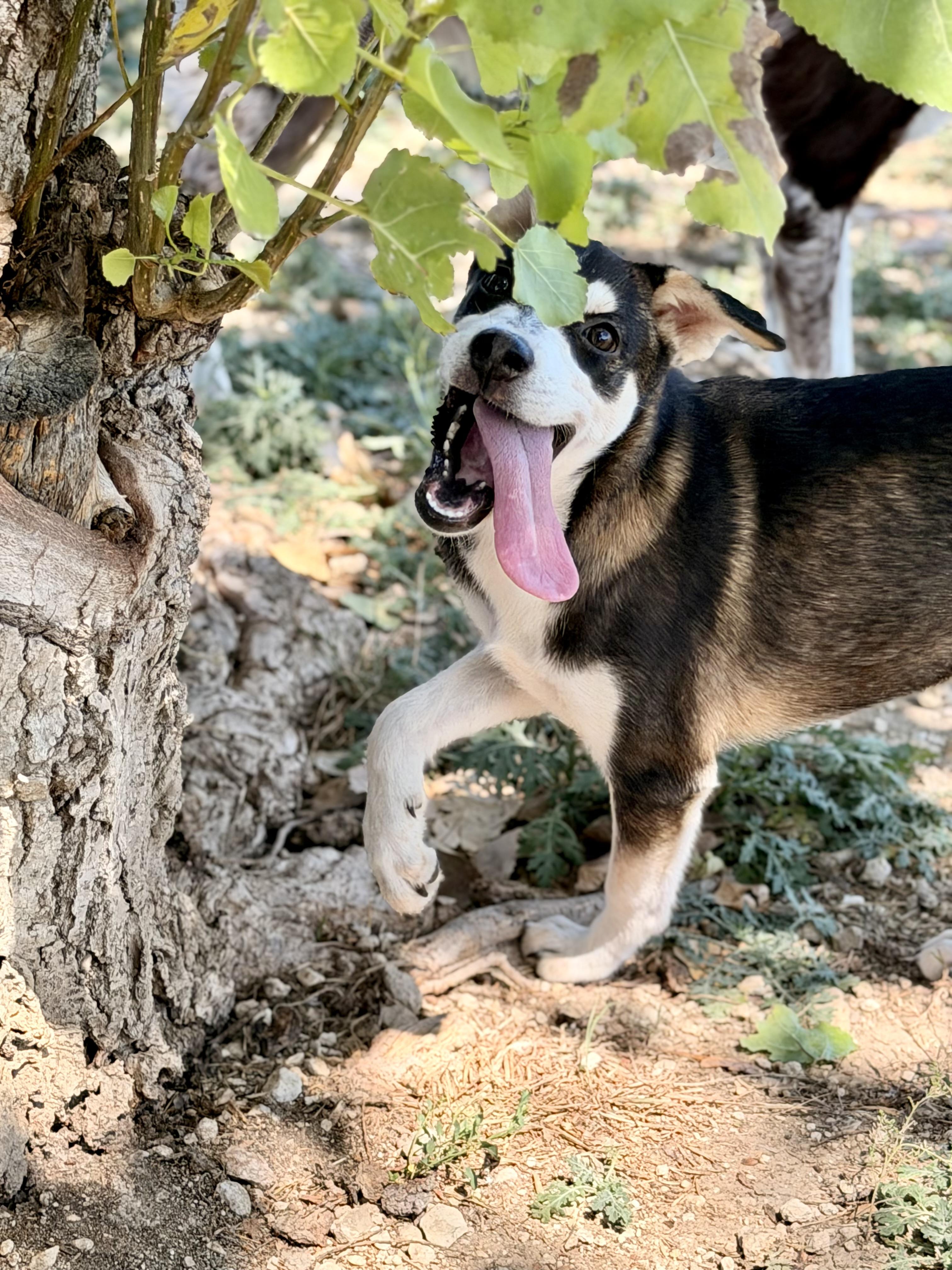 Enlarge Tanana, a ADOPTABLE Mixed Breed in Kempner, TX image 5/5