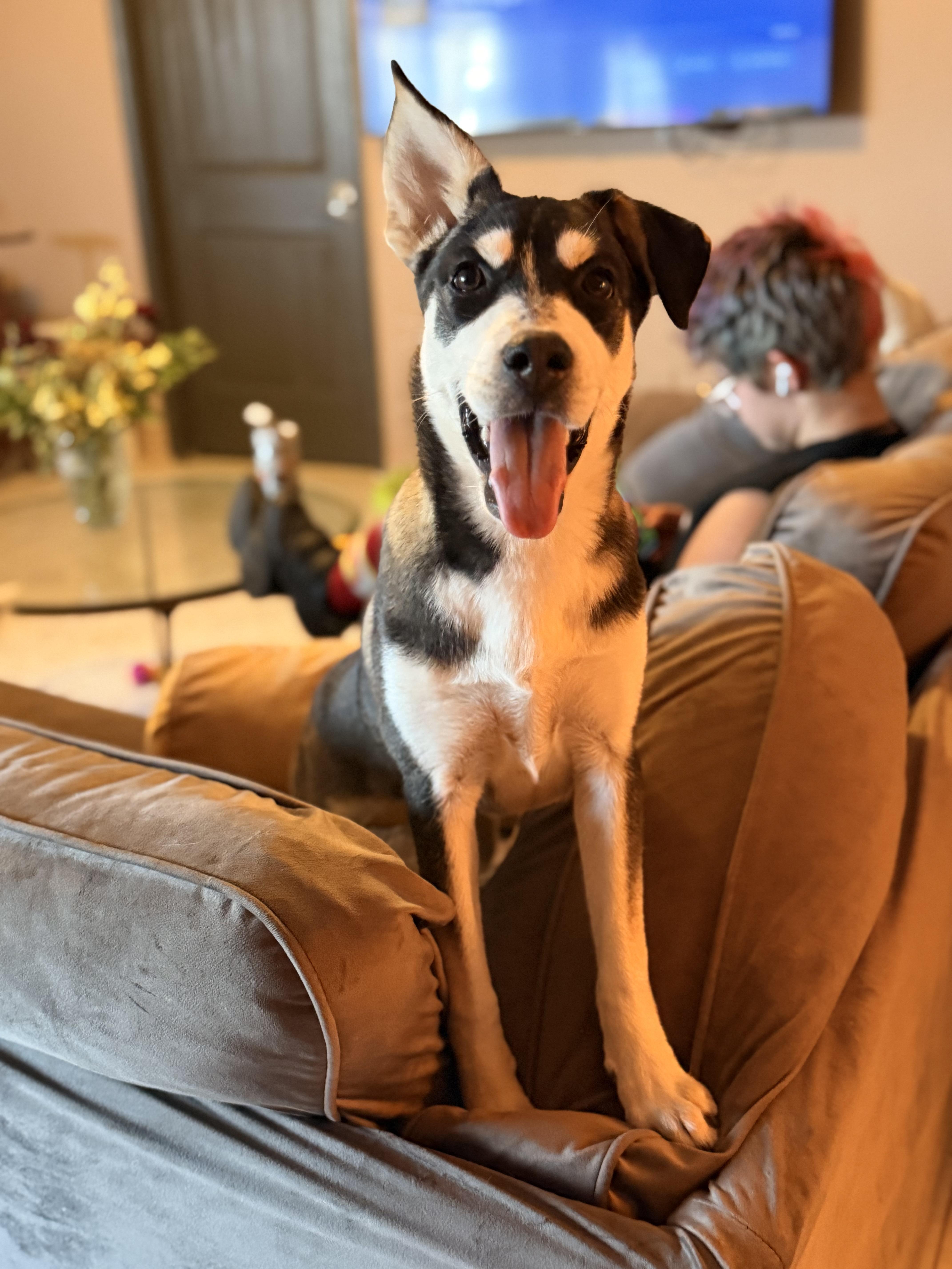 Enlarge Tanana, a ADOPTABLE Mixed Breed in Kempner, TX image 2/5
