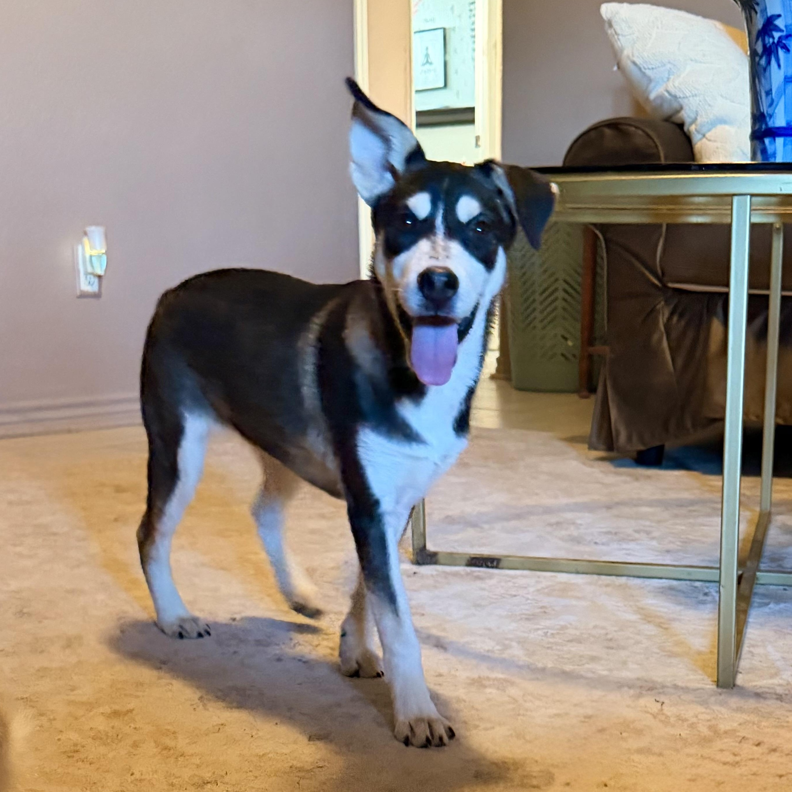 Tanana, ADOPTABLE, Puppy Female Mixed Breed.