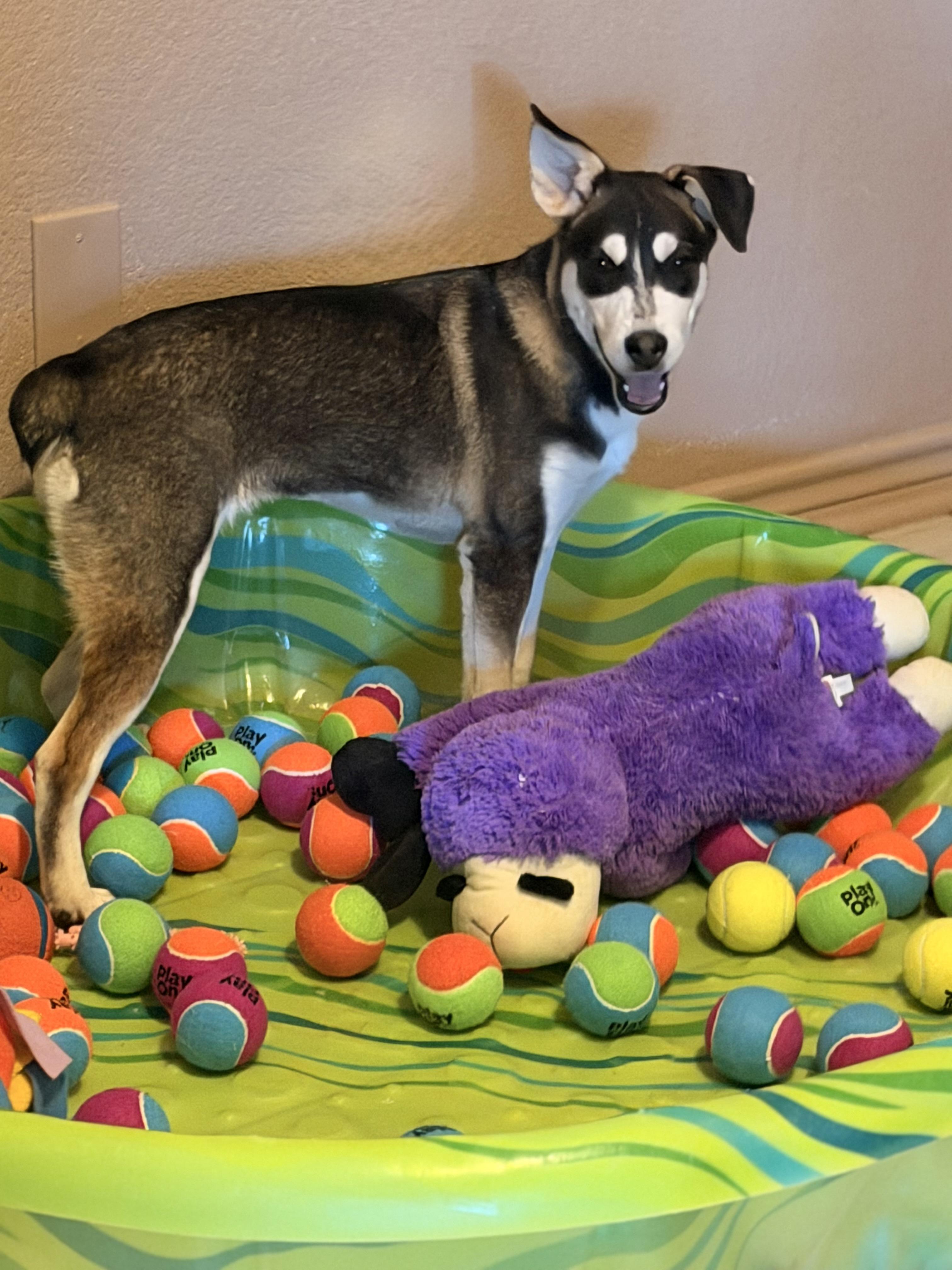 Enlarge Tanana, a ADOPTABLE Mixed Breed in Kempner, TX image 5/5