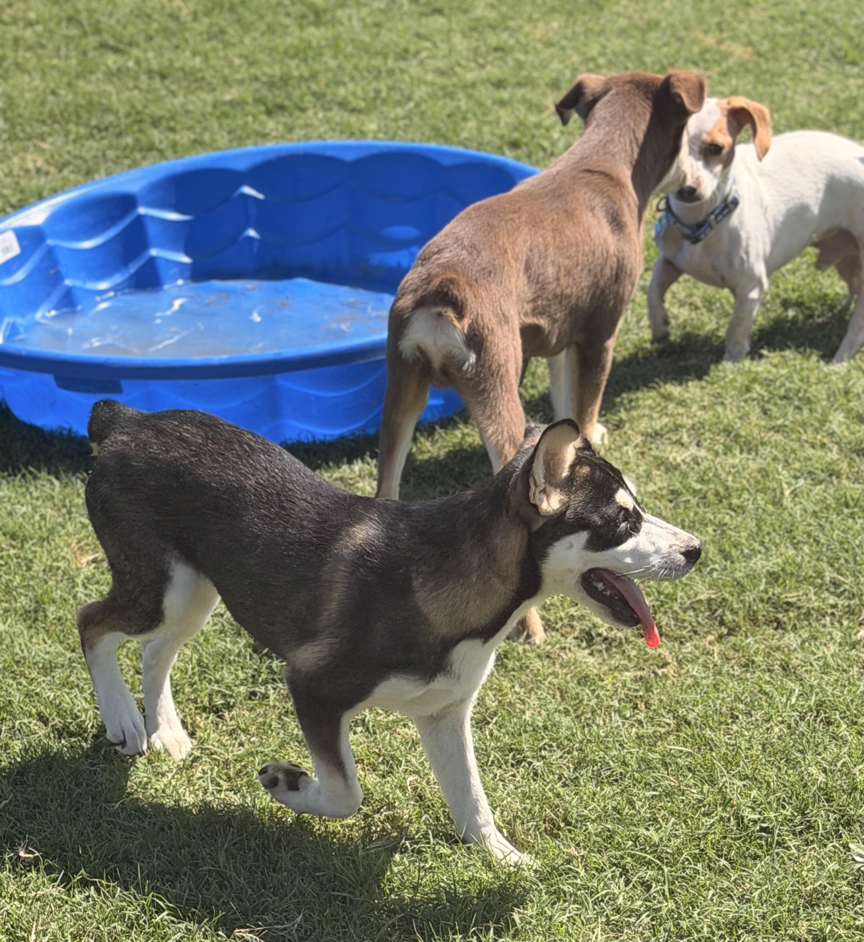 Enlarge Tanana, a ADOPTABLE Mixed Breed in Kempner, TX image 4/5