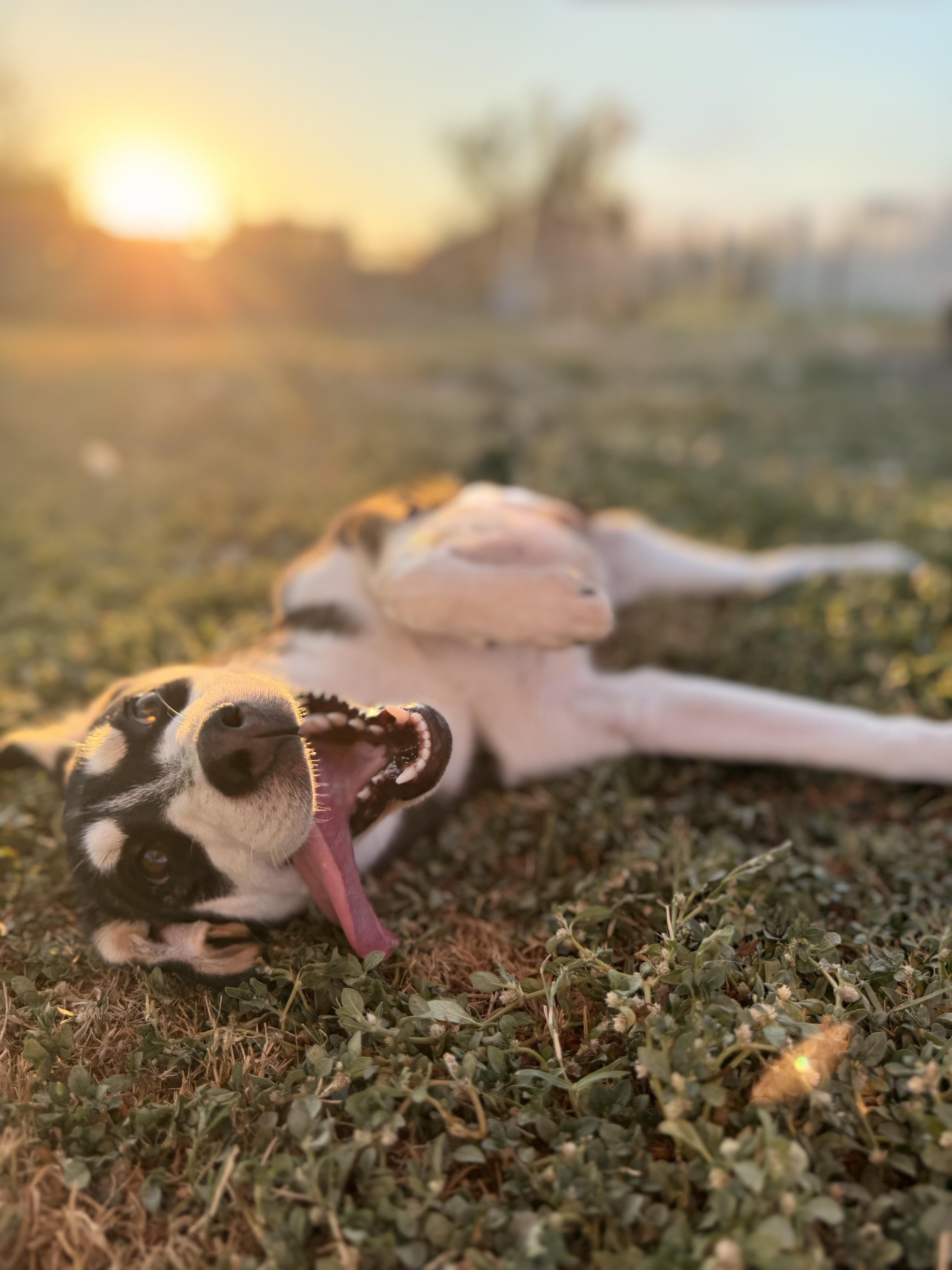 Enlarge Tanana, a ADOPTABLE Mixed Breed in Kempner, TX image 1/5