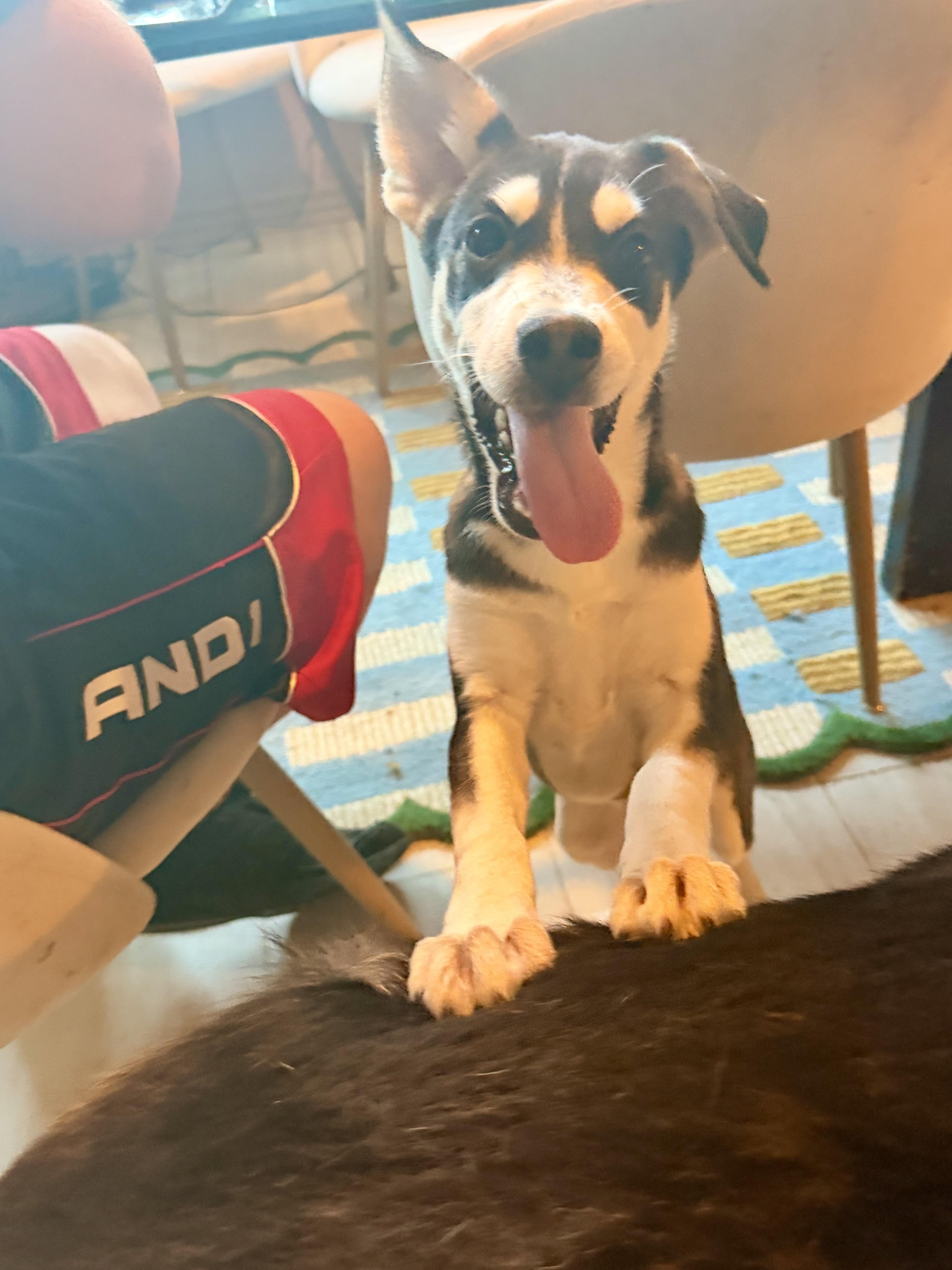 Enlarge Tanana, a ADOPTABLE Mixed Breed in Kempner, TX image 2/5