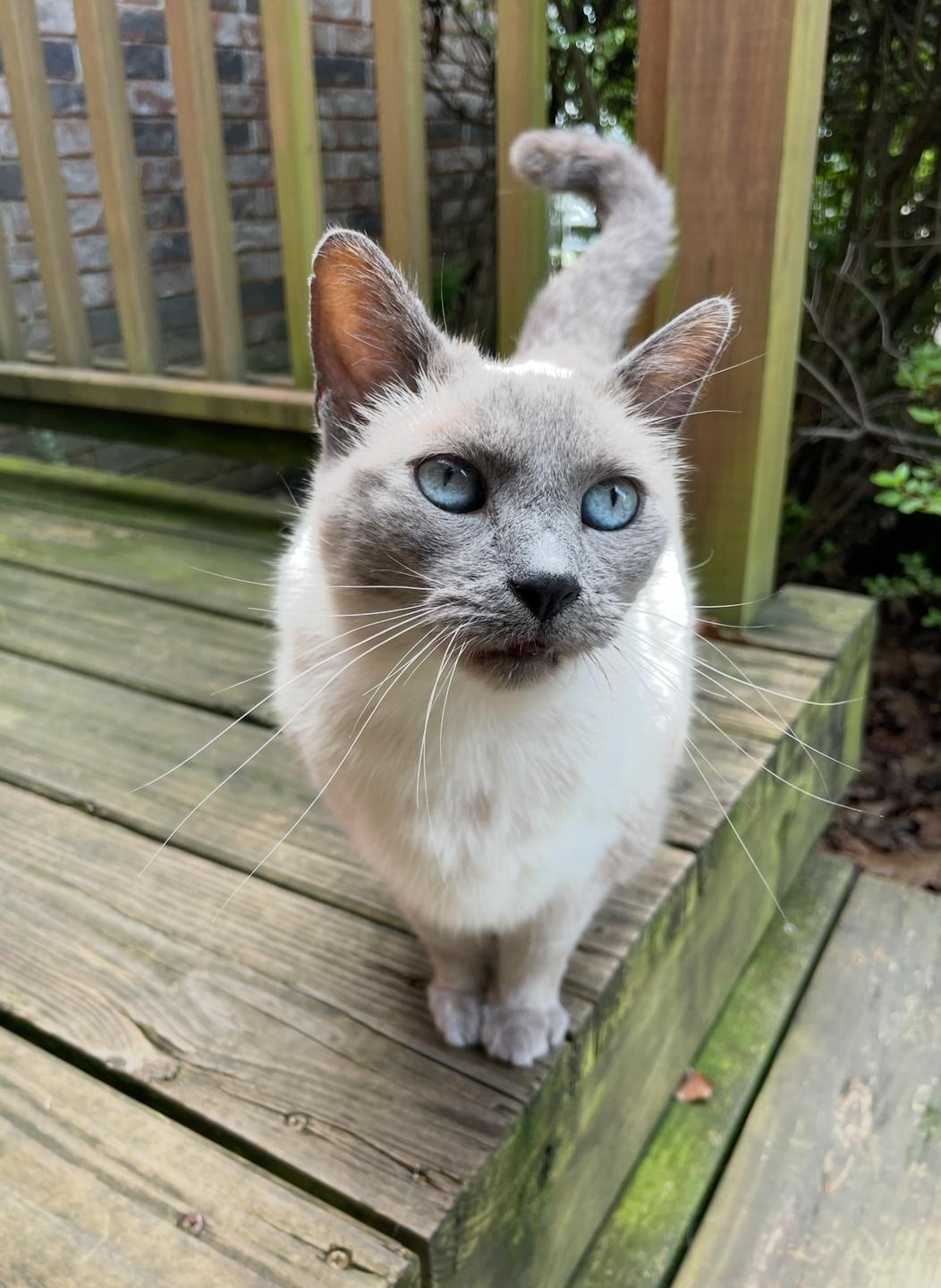 Enlarge Smokey, a Adopted Domestic Short Hair in Fayetteville, AR image 1/4