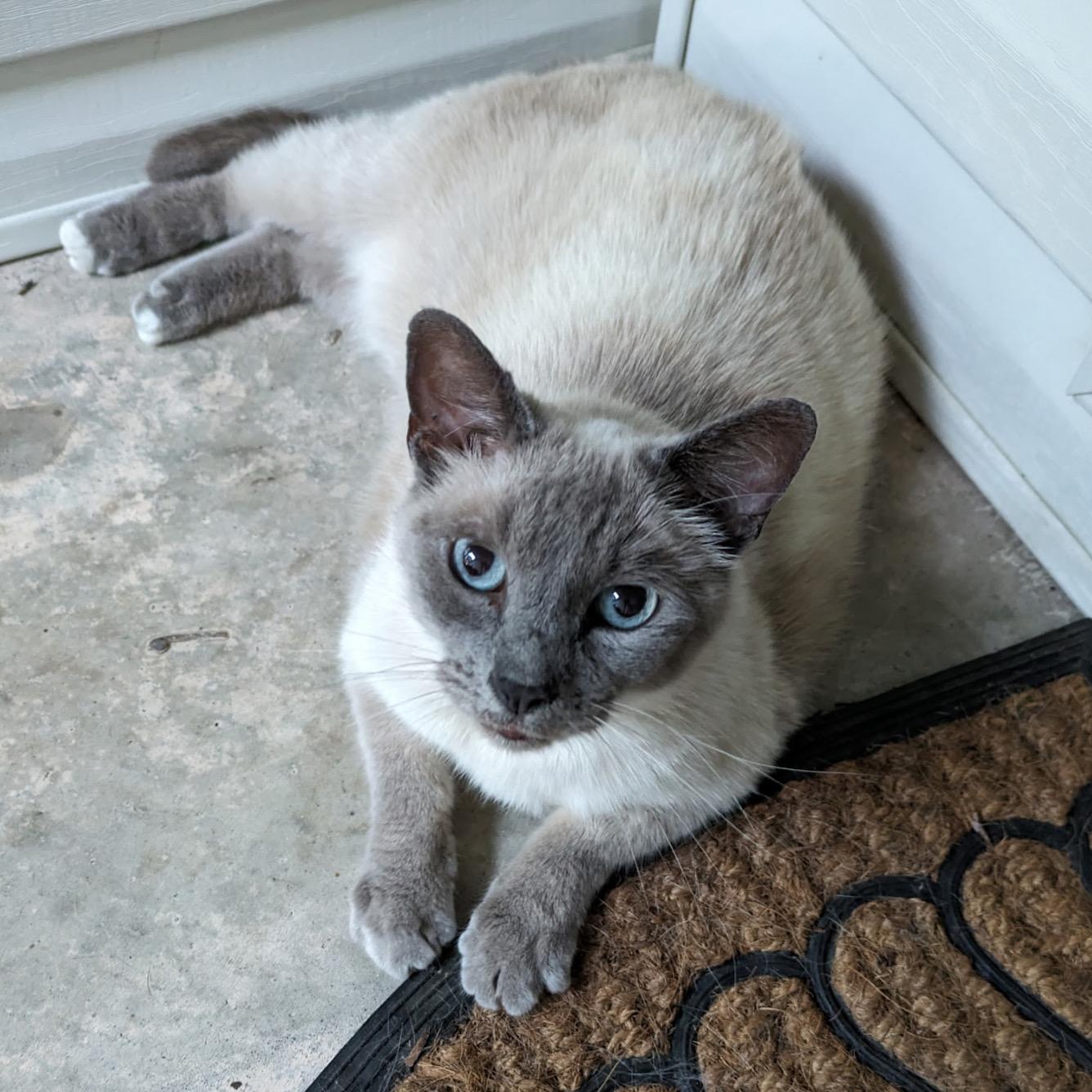 Enlarge Smokey, a Adopted Domestic Short Hair in Fayetteville, AR image 2/4