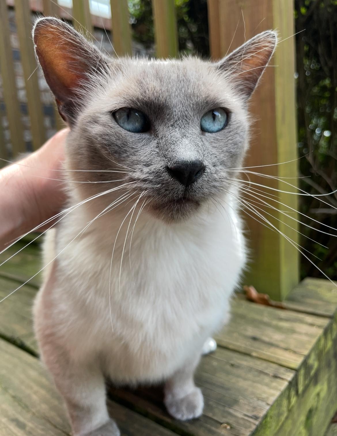 Enlarge Smokey, a Adopted Domestic Short Hair in Fayetteville, AR image 3/4