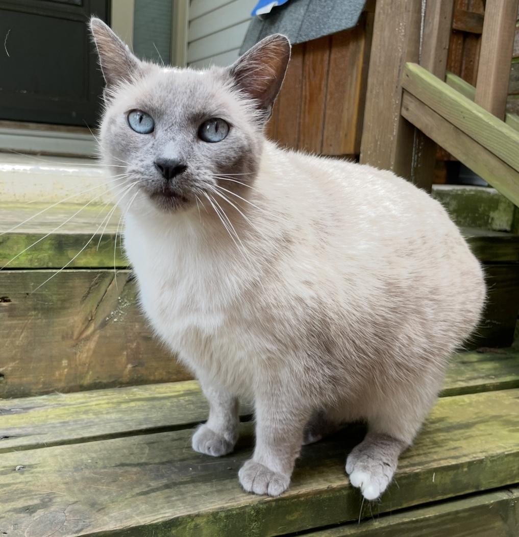 Enlarge Smokey, a Adopted Domestic Short Hair in Fayetteville, AR image 4/4
