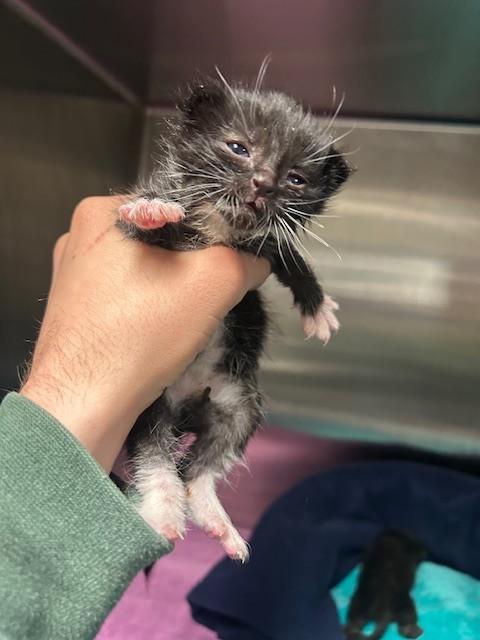 Belladonna, Adopted, Kitten Female Domestic Medium Hair.