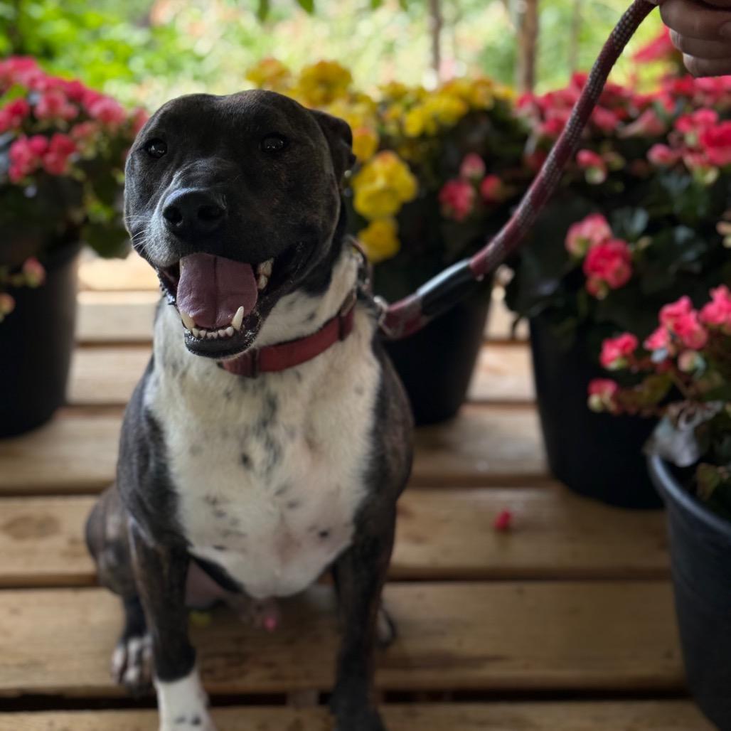 Enlarge Gunner, a Adoptable Pit Bull Terrier in Farmersville, OH image 1/4
