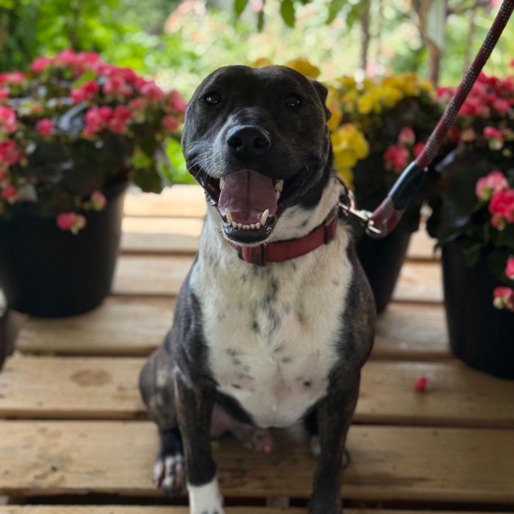 Enlarge Gunner, a Adoptable Pit Bull Terrier in Farmersville, OH image 2/4