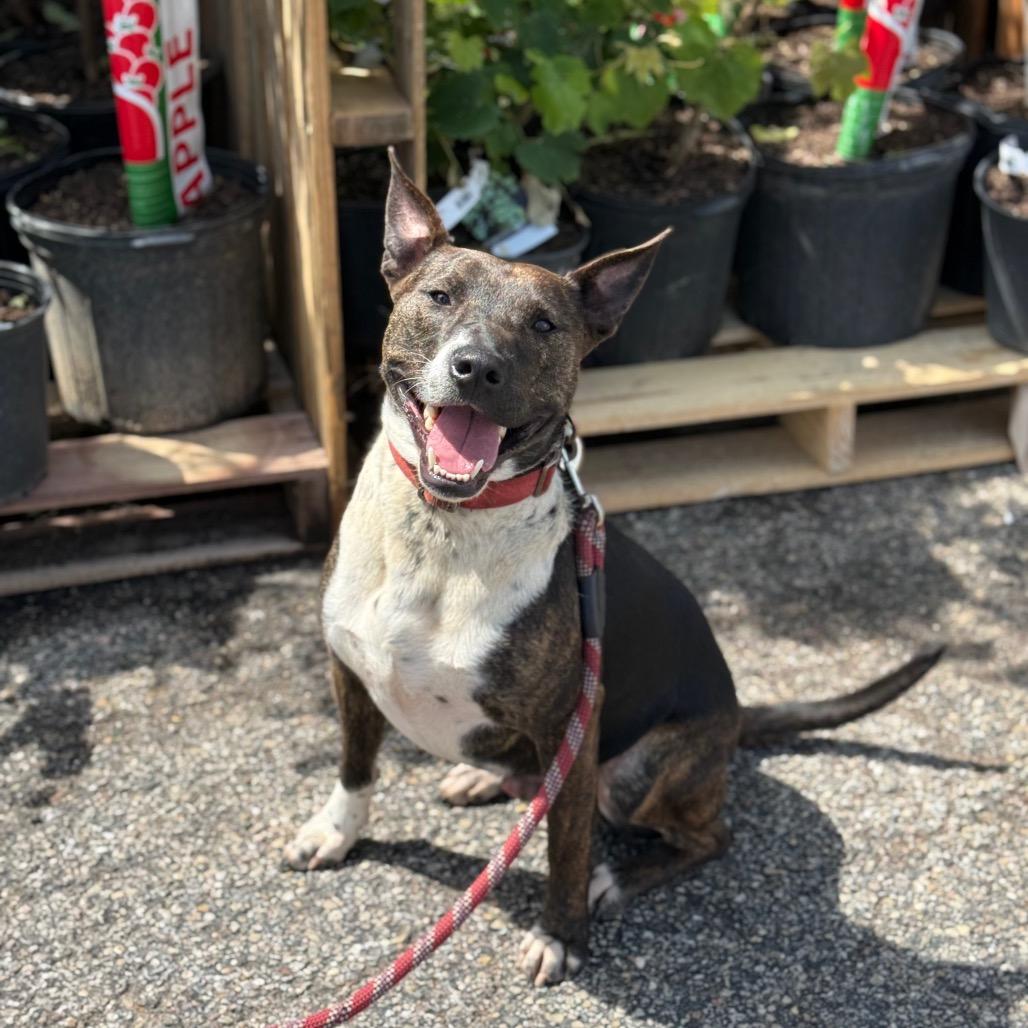 Enlarge Gunner, a Adoptable Pit Bull Terrier in Farmersville, OH image 3/4