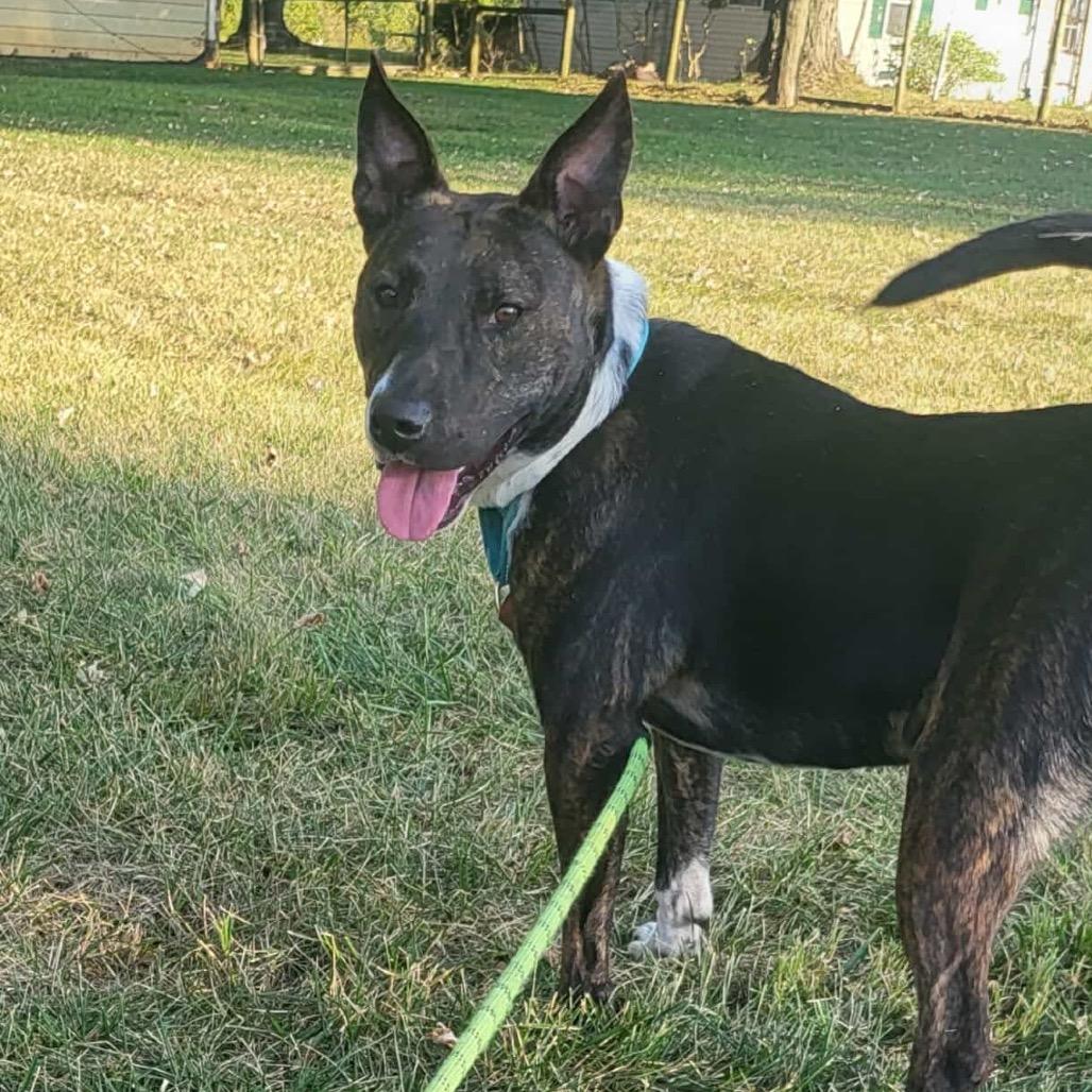 Enlarge Gunner, a Adoptable Pit Bull Terrier in Farmersville, OH image 4/4