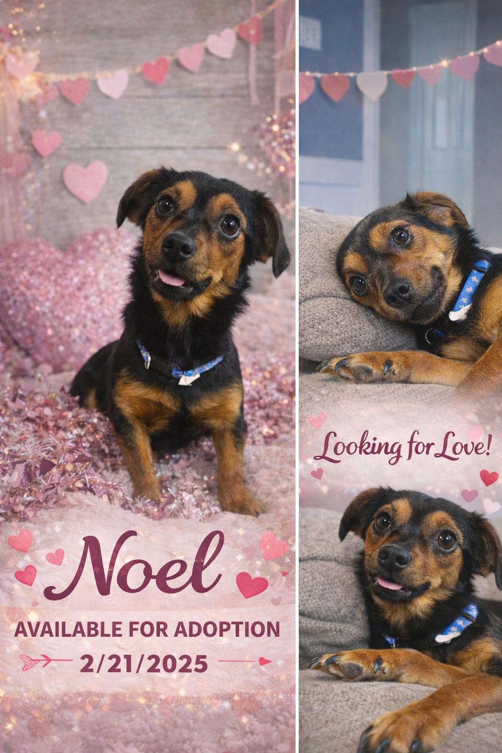 Noel, a ADOPTABLE Dachshund in Marietta, GA image 2/2