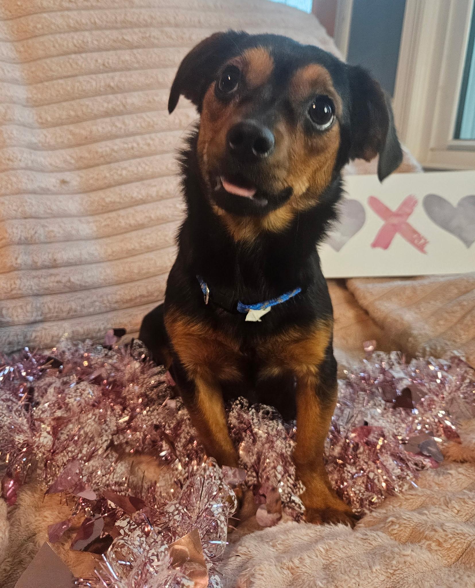 Noel, a ADOPTABLE Dachshund in Marietta, GA image 1/2