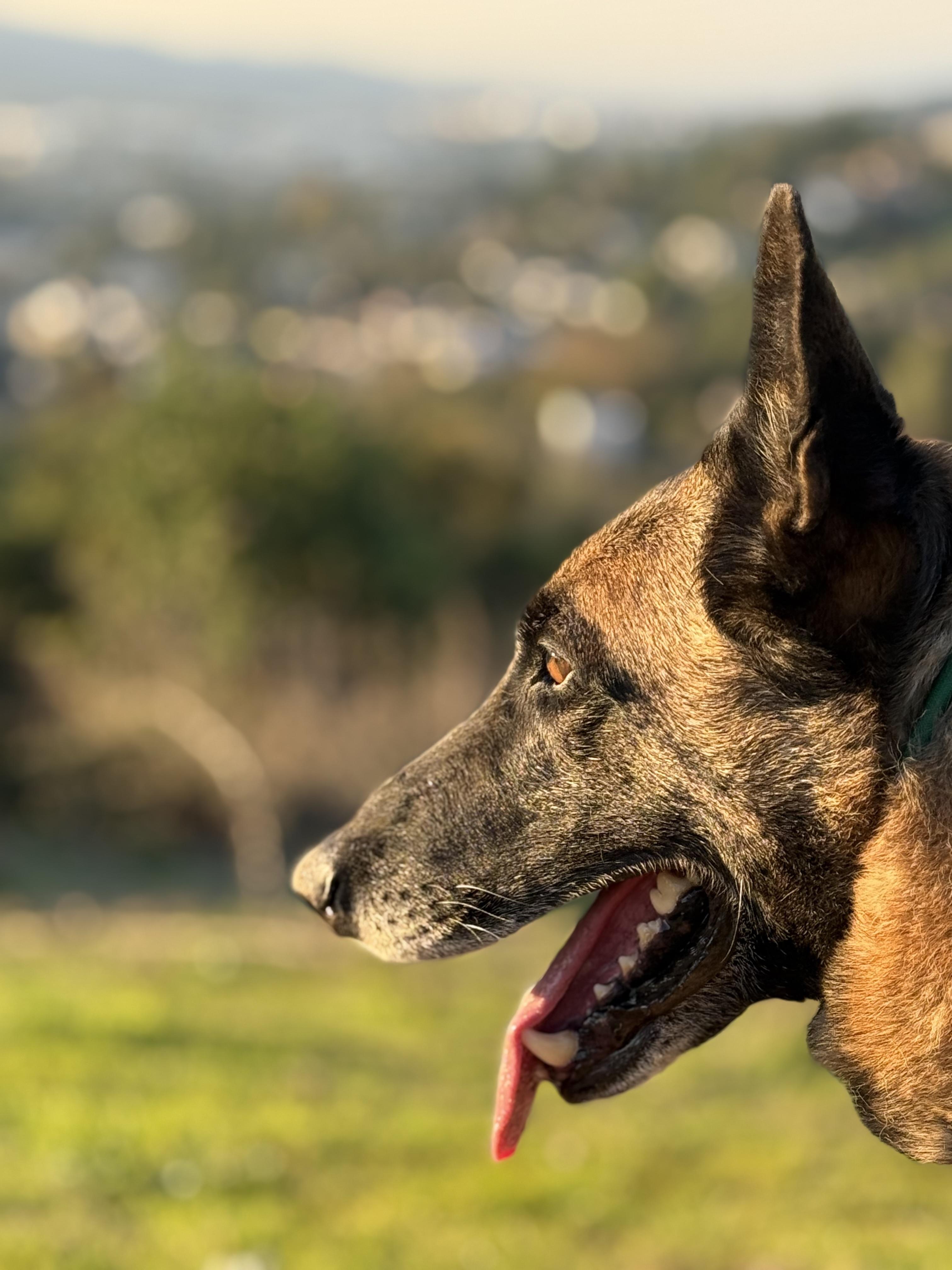 Cyrus, Adoptable, Adult Male Belgian Shepherd / Malinois.