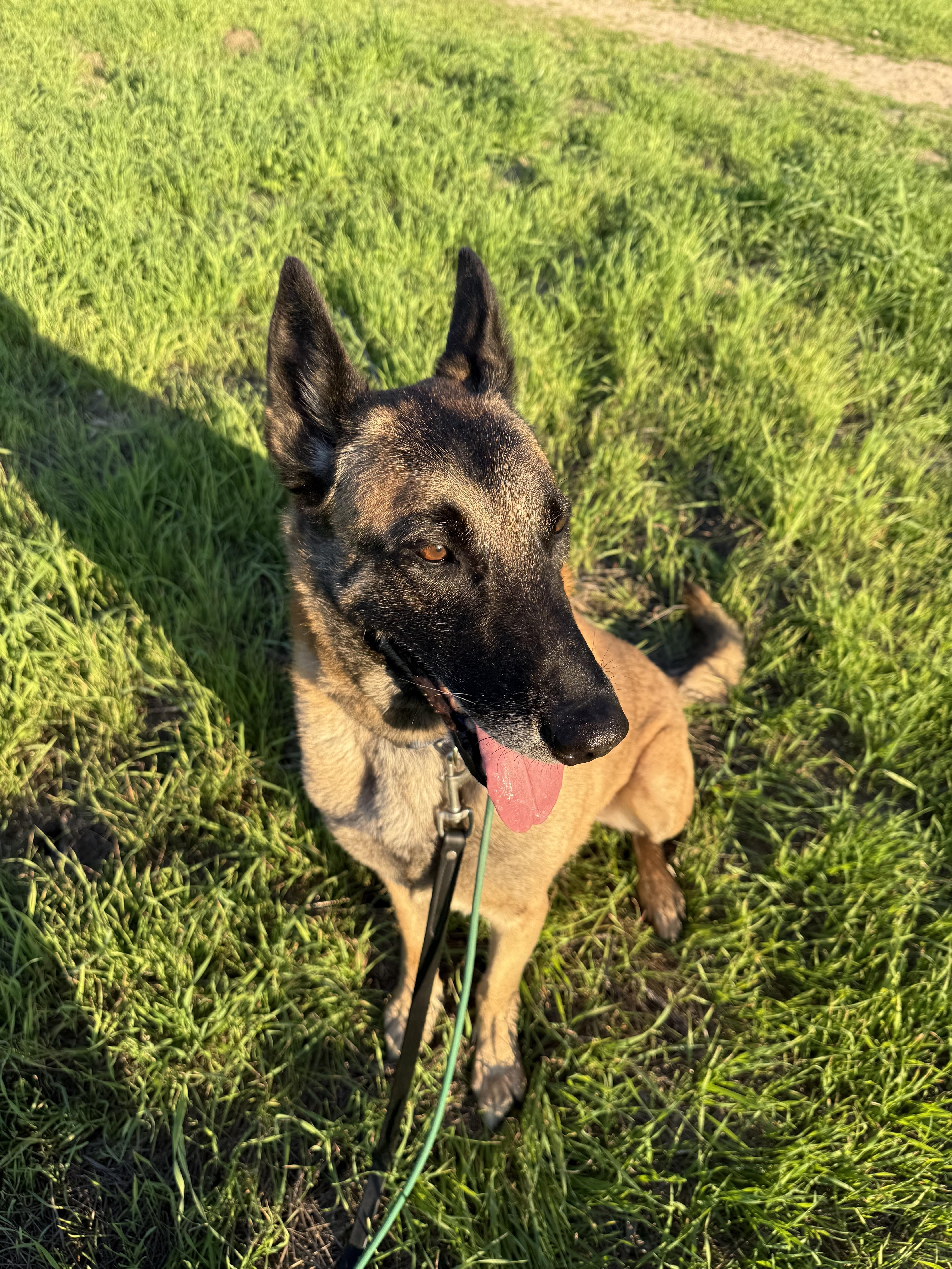 Enlarge Cyrus, a Adoptable Belgian Shepherd / Malinois in Vancouver, WA image 2/6