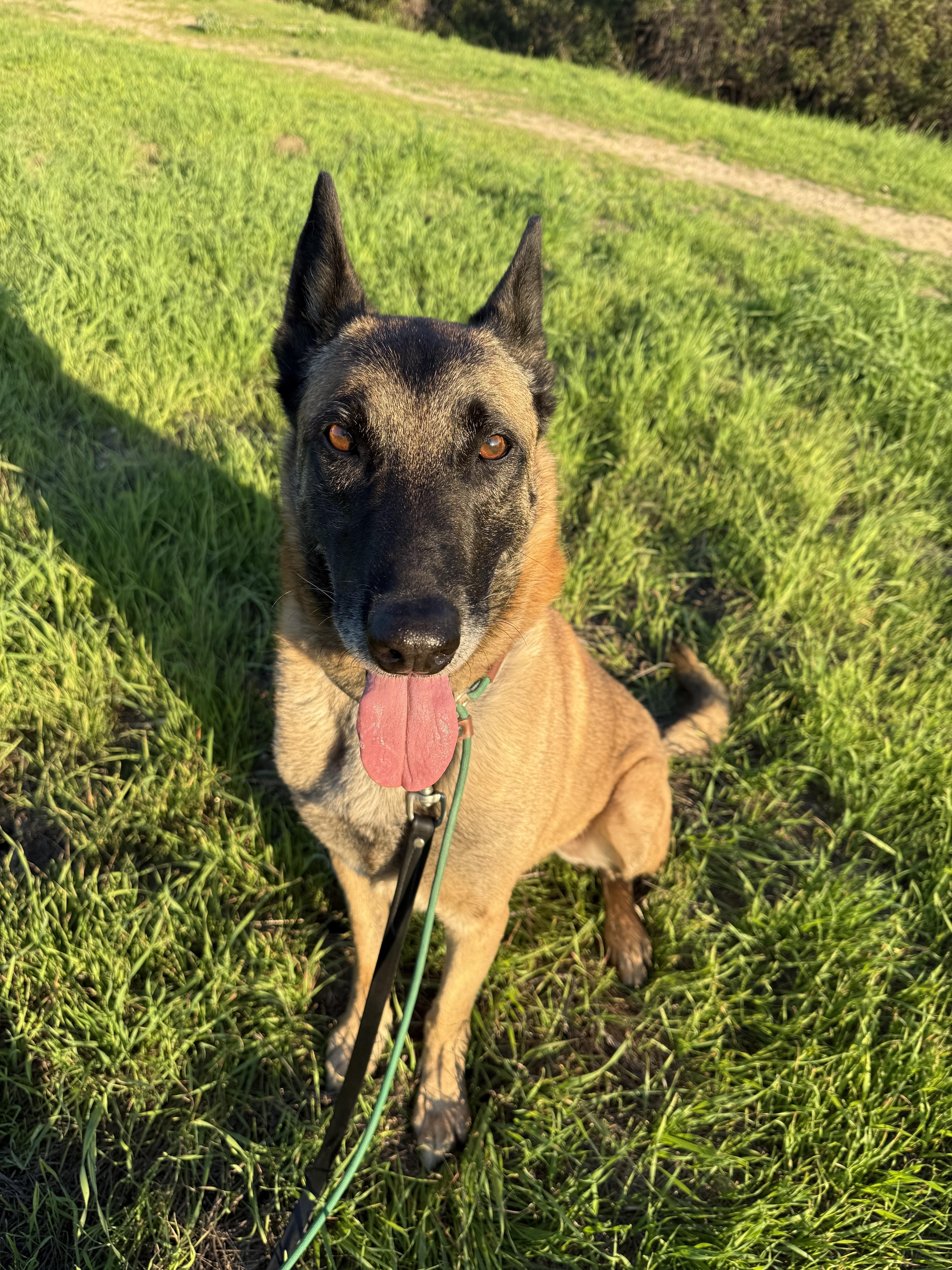 Enlarge Cyrus, a Adoptable Belgian Shepherd / Malinois in Vancouver, WA image 4/6