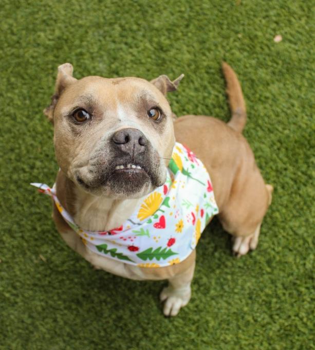 Sophie, Adoptable, Senior Female Pit Bull Terrier.