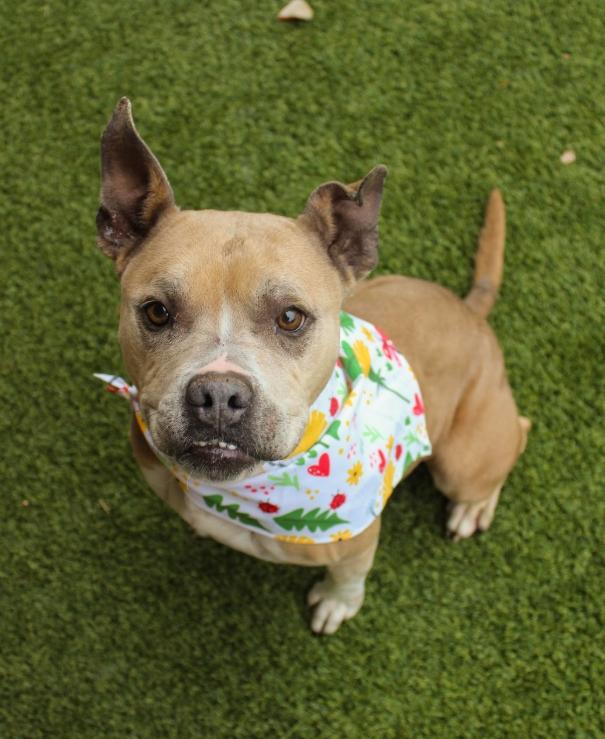 Sophie, adopted, Senior Female Pit Bull Terrier.