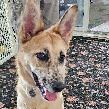 Enlarge NY Rae (Home in Hopewell Junction NY), a Adoptable mixed breed in Eastford, CT image 1/6