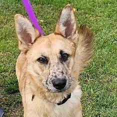 Enlarge NY Rae (Home in Hopewell Junction NY), a Adoptable mixed breed in Eastford, CT image 2/6