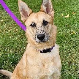 Enlarge NY Rae (Home in Hopewell Junction NY), a Adoptable mixed breed in Eastford, CT image 4/6