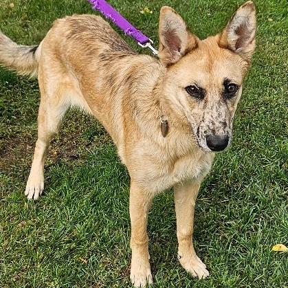 Enlarge NY Rae (Home in Hopewell Junction NY), a Adoptable mixed breed in Eastford, CT image 5/6