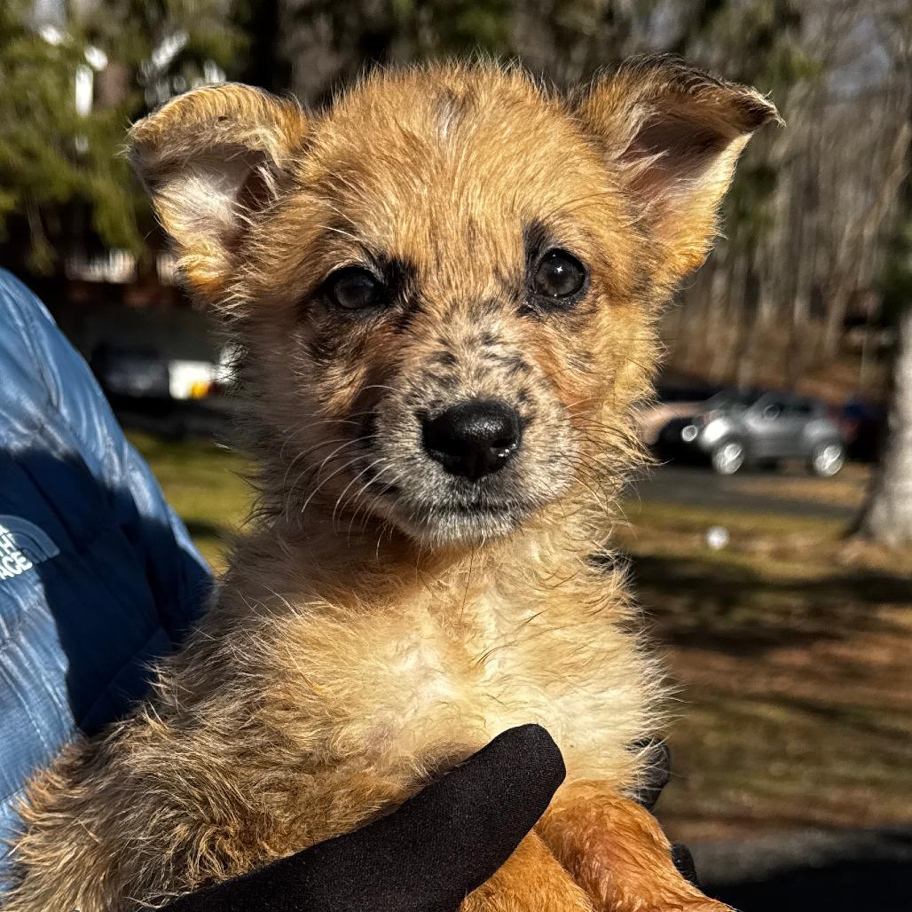 Enlarge NY Rae (Home in Hopewell Junction NY), a Adoptable mixed breed in Eastford, CT image 6/6