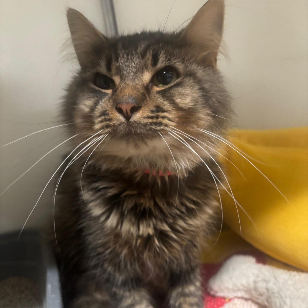 Dutch 92C25, Adoptable, Young Male Domestic Long Hair & Domestic Long Hair.