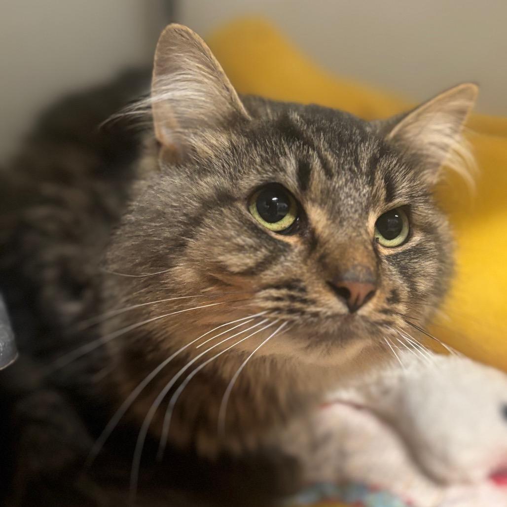 Enlarge Dutch 92C25, a Adoptable mixed breed in Napoleon, OH image 5/6