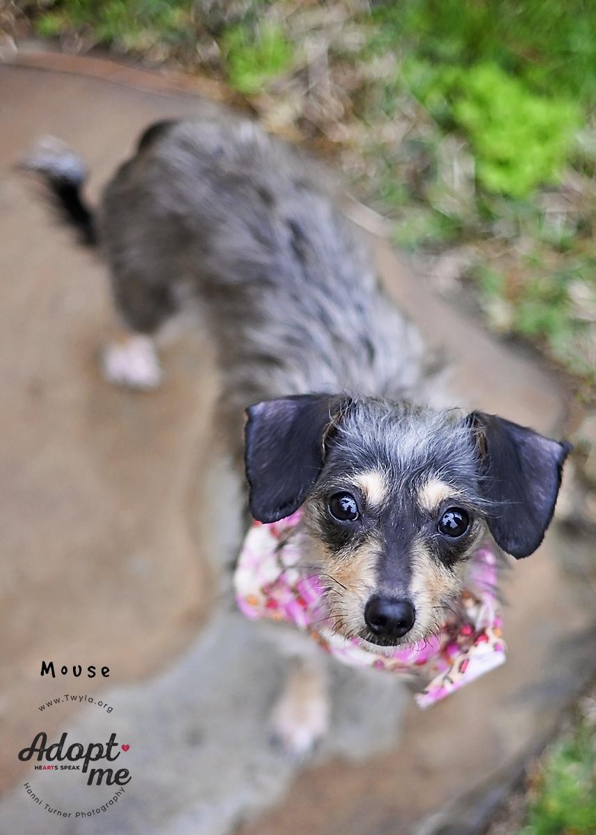 Enlarge Mouse, an adopted mixed breed in Kingwood, TX image 6/6