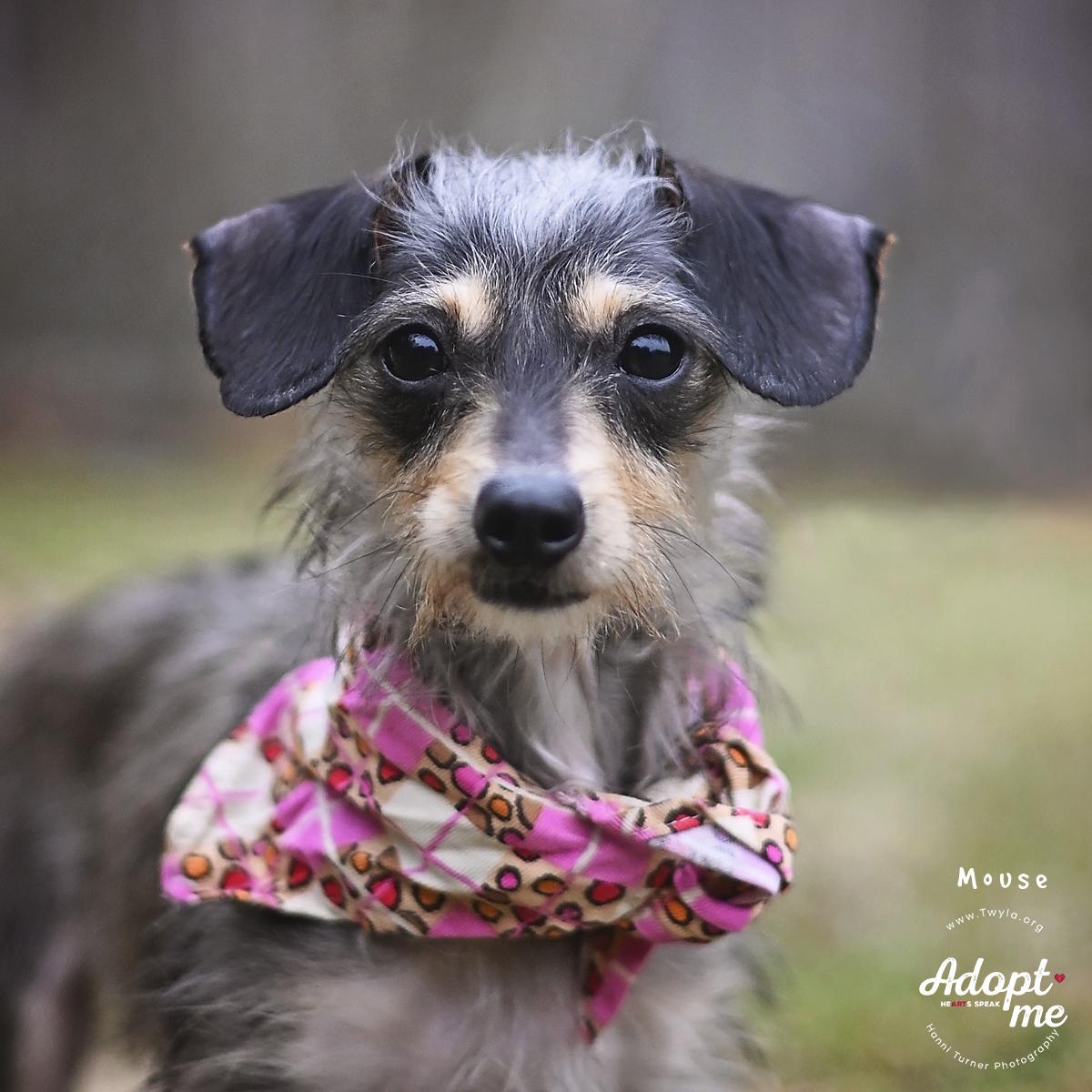 Enlarge Mouse, an adopted mixed breed in Kingwood, TX image 1/6