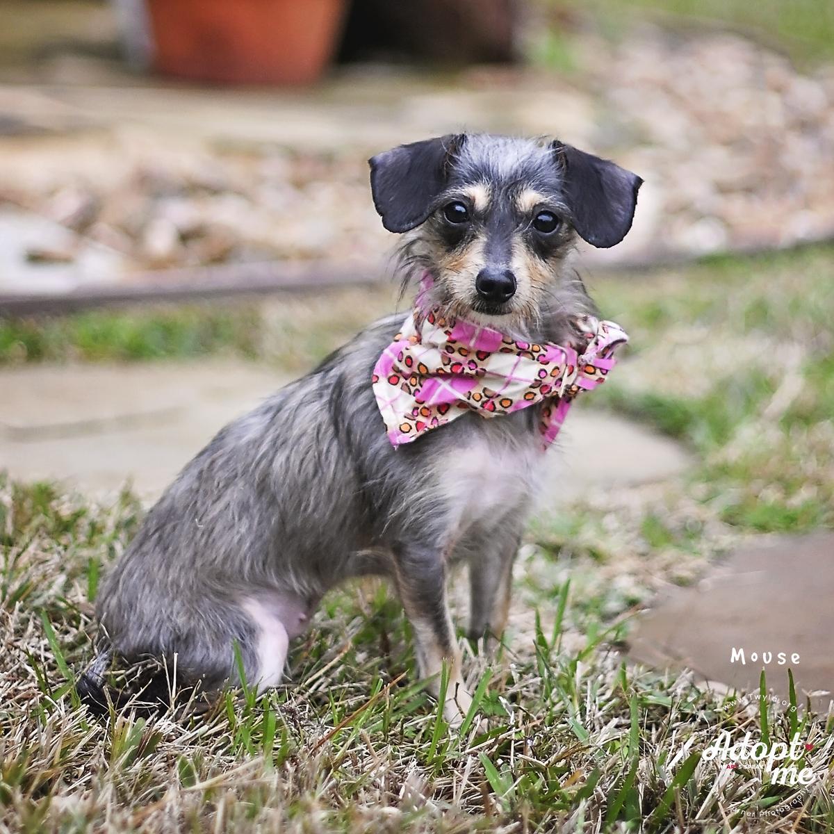 Enlarge Mouse, an adopted mixed breed in Kingwood, TX image 3/6