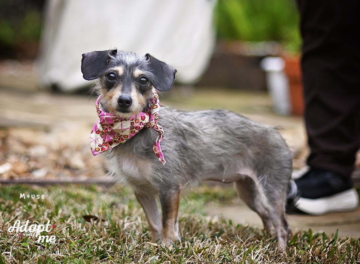 Enlarge Mouse, an adopted mixed breed in Kingwood, TX image 5/6