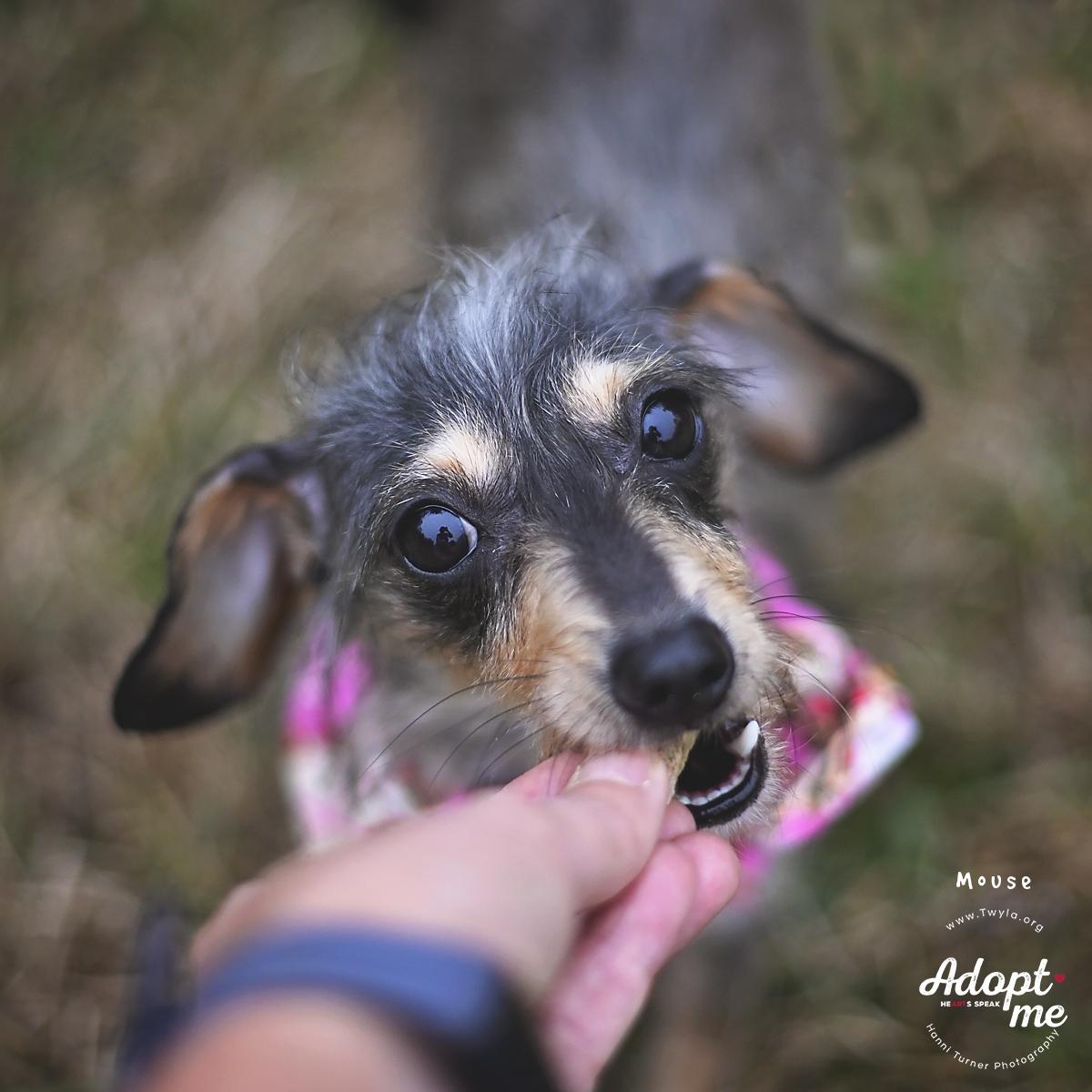 Enlarge Mouse, an adopted mixed breed in Kingwood, TX image 2/6