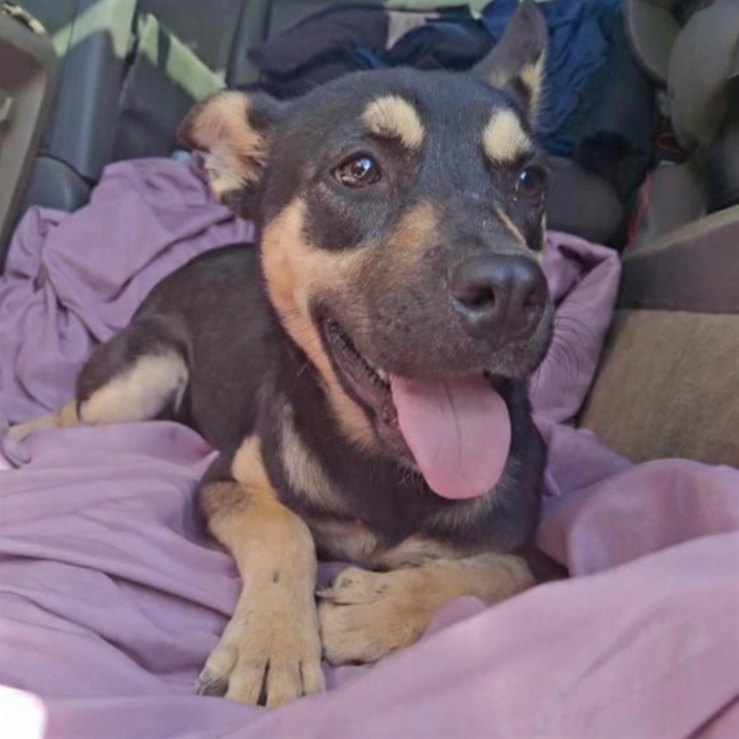 Jacklyn, an adoptable mixed breed in Hillsborough, NJ image 1/3