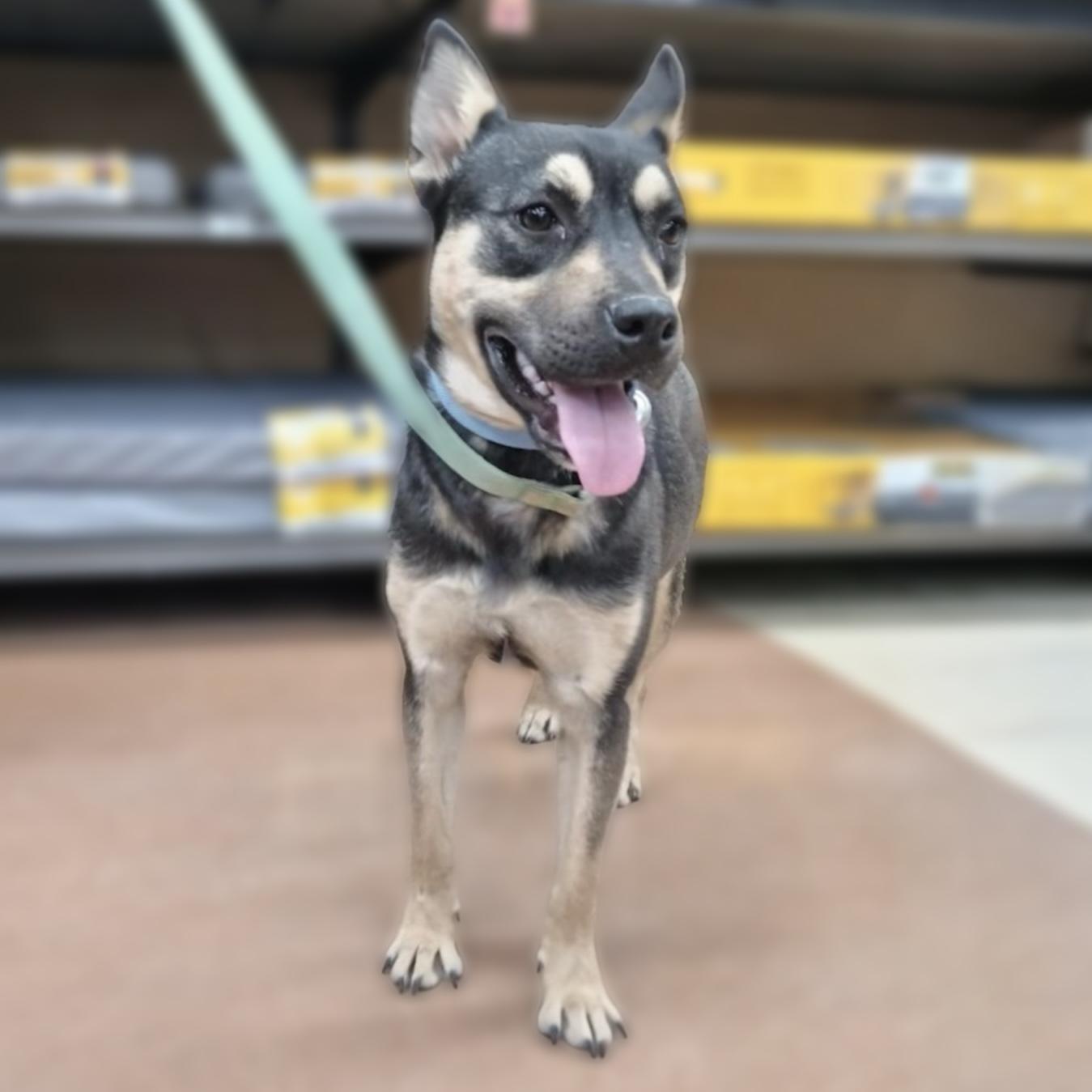 Jacklyn, an adoptable mixed breed in Hillsborough, NJ image 3/3