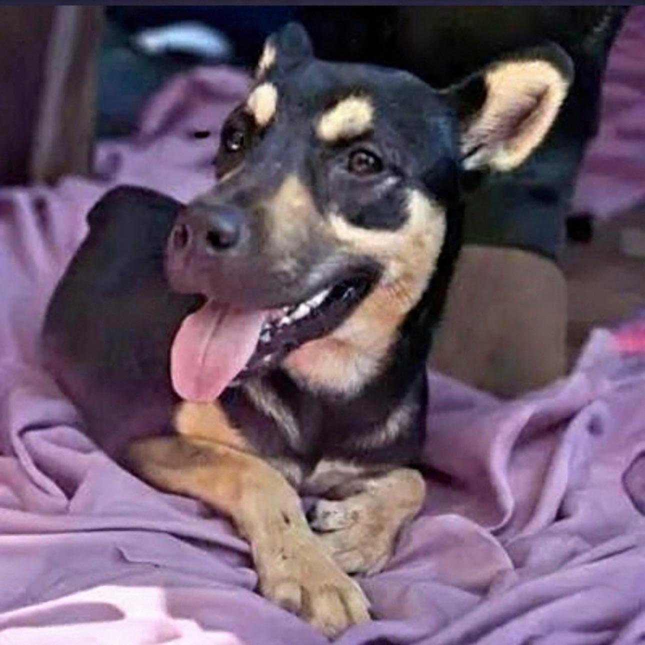 Jacklyn, an adoptable mixed breed in Hillsborough, NJ image 2/3