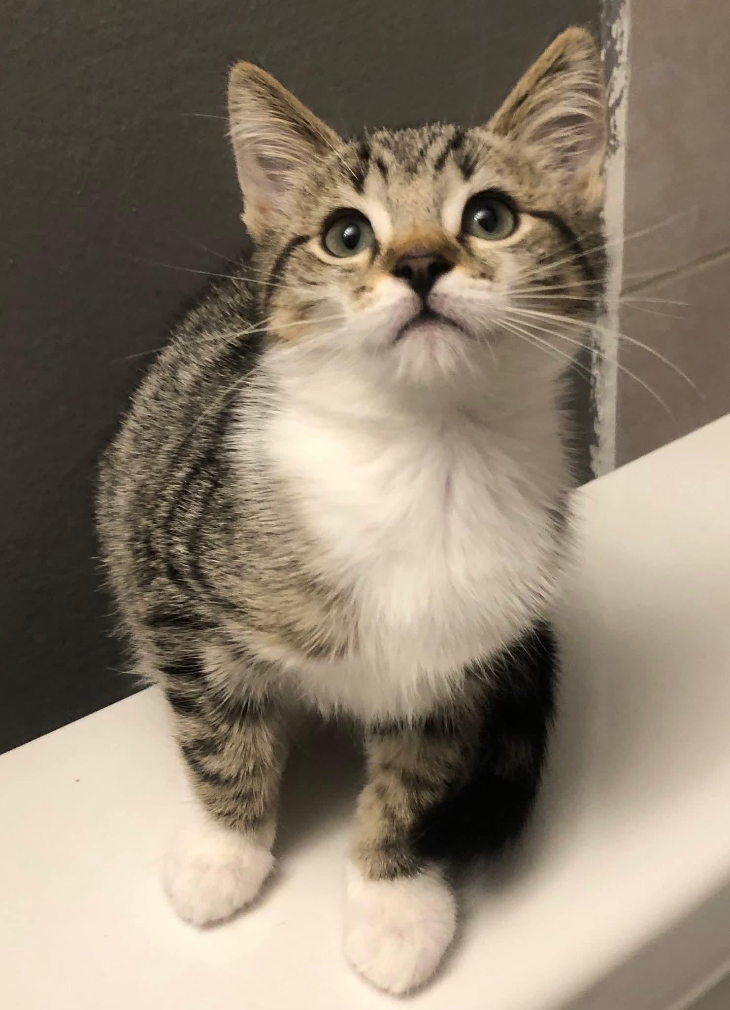 Maizey, adopted, Kitten Female Domestic Short Hair.