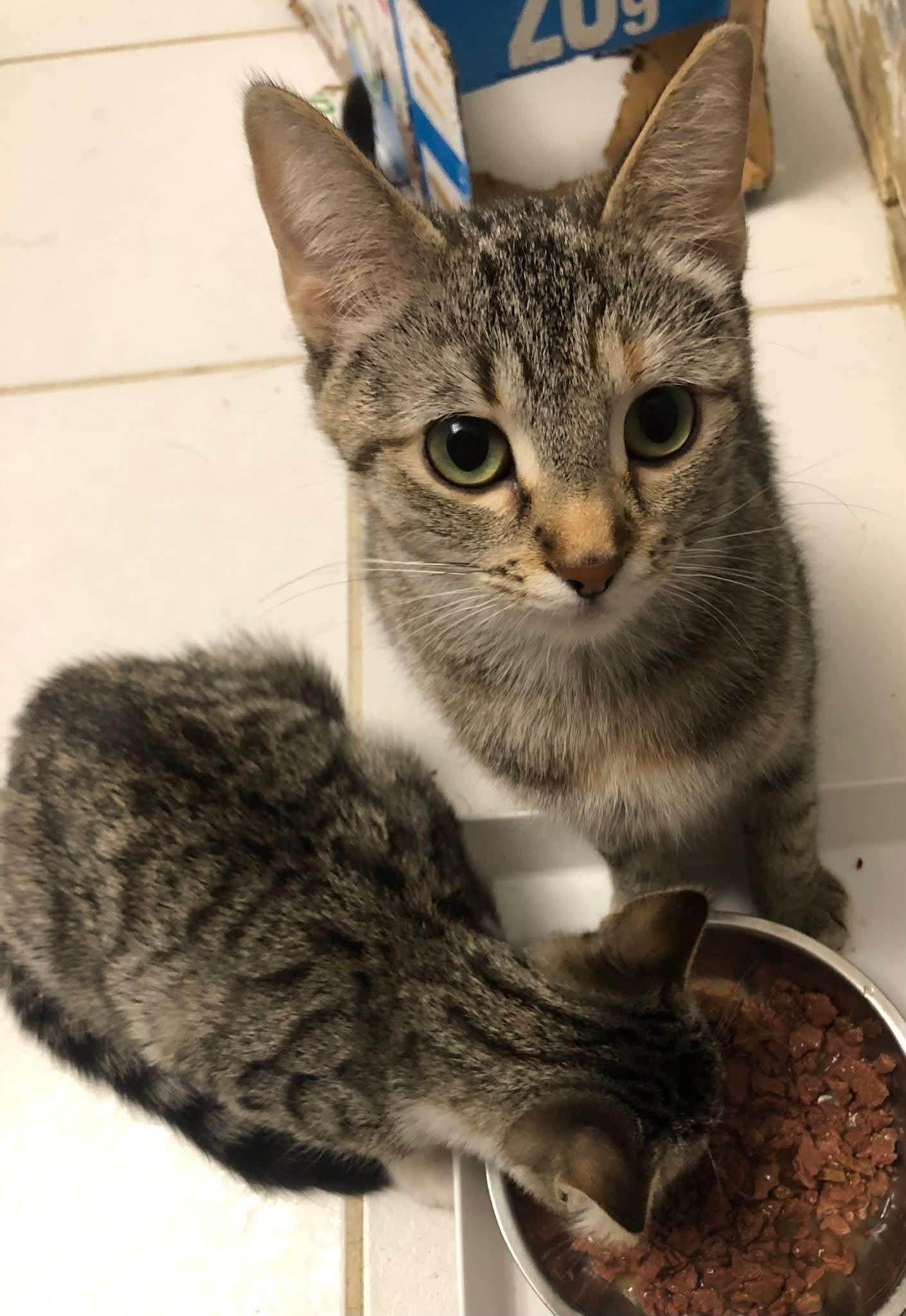 Enlarge Maizey, an adopted Domestic Short Hair in Johnsburg, IL image 3/3