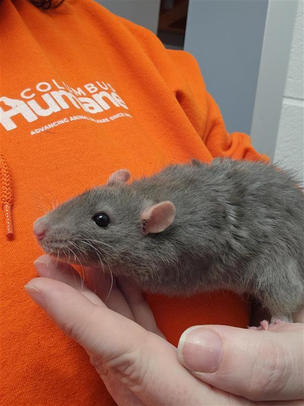 Rats for adoption!, ADOPTABLE, Young Male Rat.