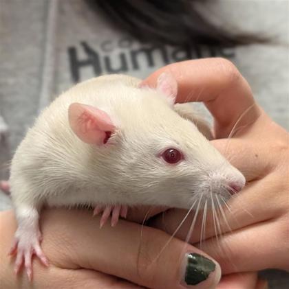 Enlarge Rats for adoption!, a ADOPTABLE Rat in Hilliard, OH image 2/5
