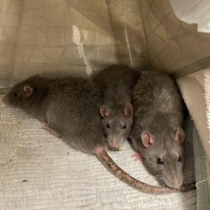 Enlarge Rats for adoption!, a ADOPTABLE Rat in Hilliard, OH image 3/5